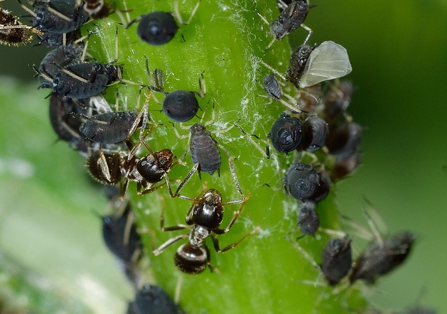 Blattläuse natürlich bekämpfen: Nachhaltige Strategien für einen gesunden Garten